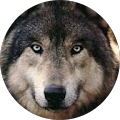 Roo the Werewolf